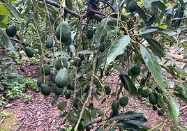 An avocado farm in the Axarquia region.