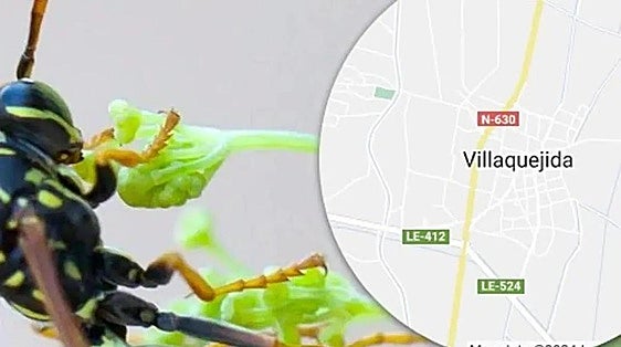 Guardia Civil police officer in Spain dies after being stung by wasp