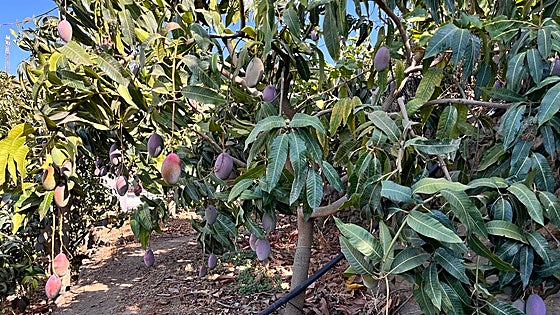 Mango harvest gets under way in east of Malaga province with a drop of 70 per cent forecast
