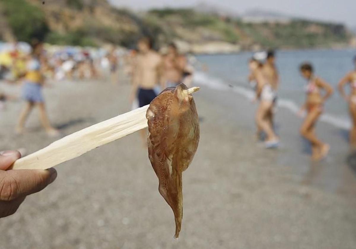 Why are there no jellyfish on the Costa del Sol this summer?