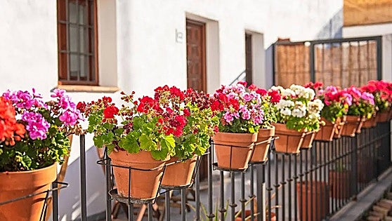 Are mosquitoes driving you mad at home? Here are seven plants that will repel them