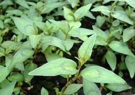 Persicaria odorata.