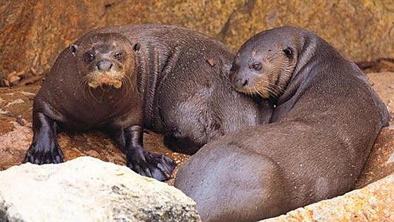 A pair of the largest otter species in the world arrive at Bioparc Fuengirola