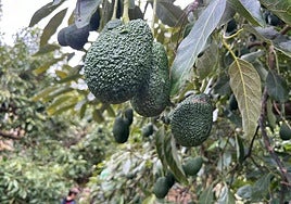 Avocados on a farm in the Axarquía: part of the agro-industry boosting exports from Malaga.