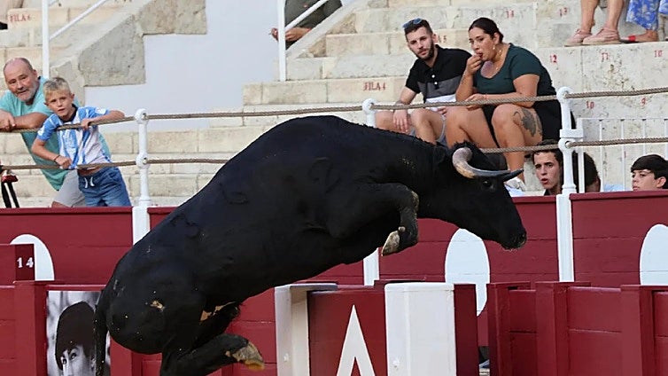 Young bull makes a dash for it in Malaga