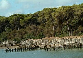 Marshes of the Doñana National Park.