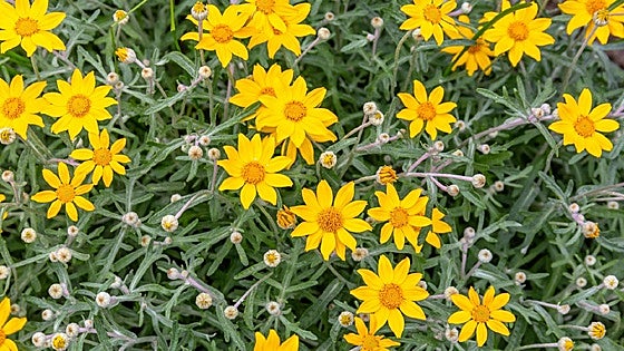Recommended for your garden in the south of Spain: Woolly sunflower