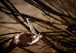 Chameleon recovery programme sees more than 900 specimens returned to the wild in Malaga