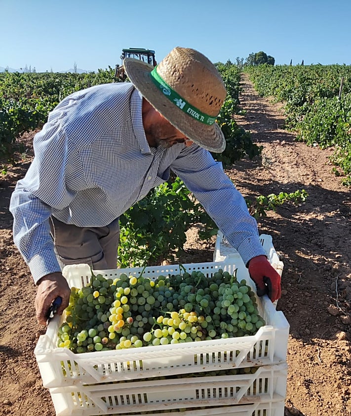 Imagen secundaria 2 - In the fields and in the bodega.