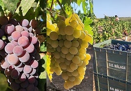 Romé and doradilla.