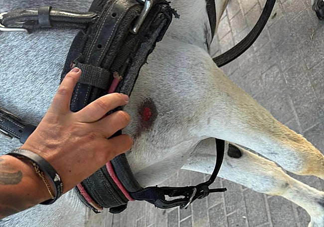 A visible injury on one of the donkey taxis, in an image circulated by Pacma.