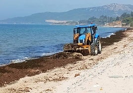 Clearing invasive Asian algae from the beaches in Tarifa, in Andalucía's Cadiz province.