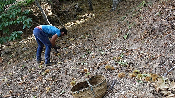 Serranía de Ronda faces challenging chestnut harvest due to ongoing drought crisis