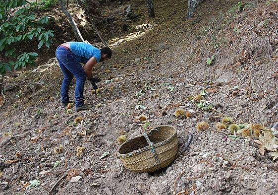 A past chestnut harvest.