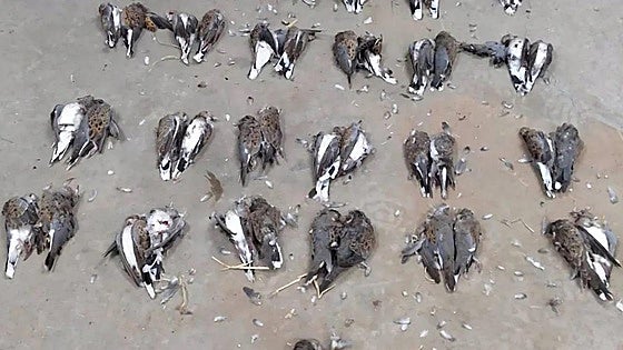 Police discover 75 turtle doves shot dead in Andalucía despite their hunting being banned