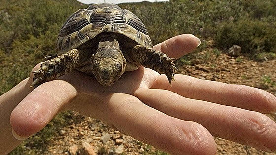 Researchers sequence genome of endangered tortoise to support conservation of the spur-thighed species in Spain