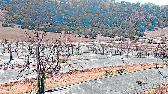'Looking to the sky': the only hope left for Malaga's farmers as drought crisis hits them hard
