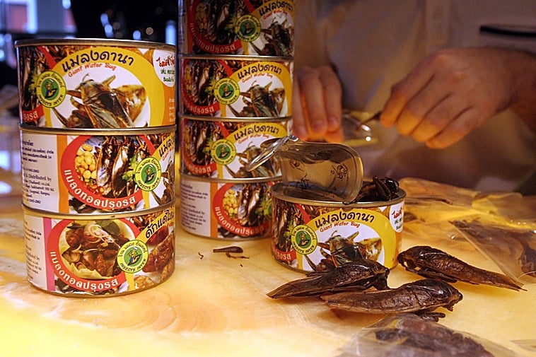 Anyone for cricket(s)?