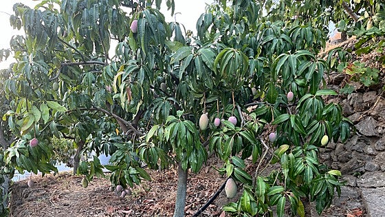 The fight against thefts in the countryside: 1,500 kilos of stolen mangoes seized and four people arrested in Malaga province
