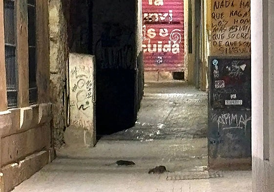 Rats in Pozos Dulces last May.