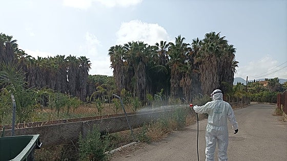 Malaga town ramps up measures to prevent spread of mosquito-borne West Nile virus