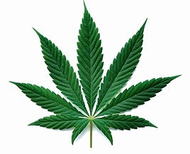 The dark side of marijuana: from pain relief to the risk of schizophrenia