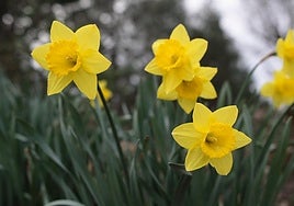Narcissus (daffodils).