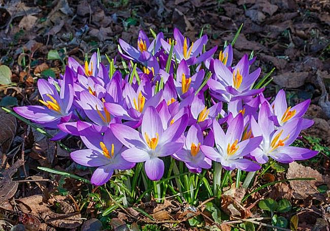 Crocuses