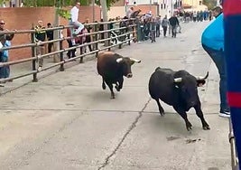 One dead and two seriously injured after animal escapes from bull-running event in Spain