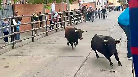 One dead and two seriously injured after animal escapes from bull-running event in Spain
