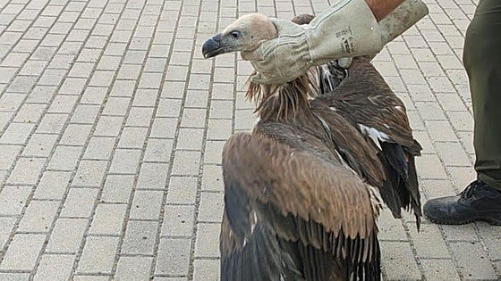 Rescuers swoop to aid of griffon vulture spotted in city centre in Spain