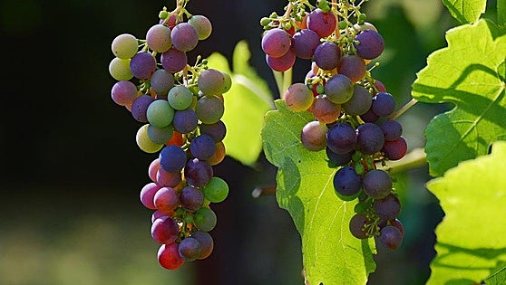 A perfect storm: these were the reasons behind the historic dramatic decline of wines produced from Malaga's vineyards