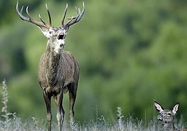 A stag's bellow is the call it makes to draw attention to itself during mating season.