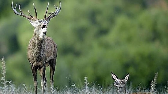The sounds of autumn in the mountains of Malaga: this is where you can best experience the rutting season of deer and ibex looking for mates