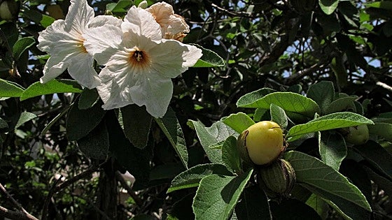Recommended for your garden in the south of Spain: Cordia boissieri