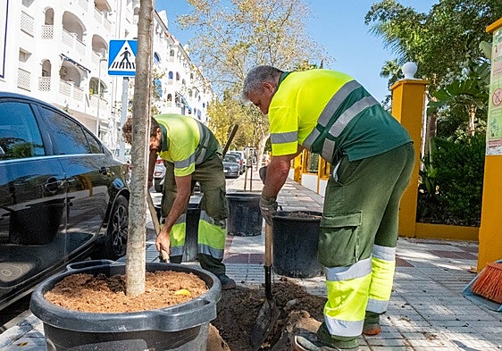 More than 100 new trees to be planted in Costa del Sol town