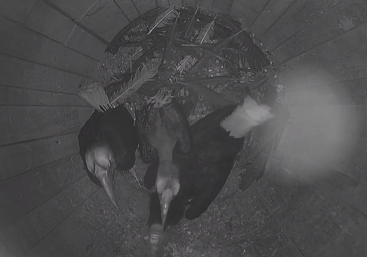 The female with her chicks inside the 'false tree trunk' nest.