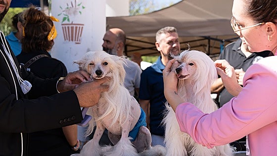 First international dog show in 'pet-friendly' Benalmádena deemed 'a resounding success'