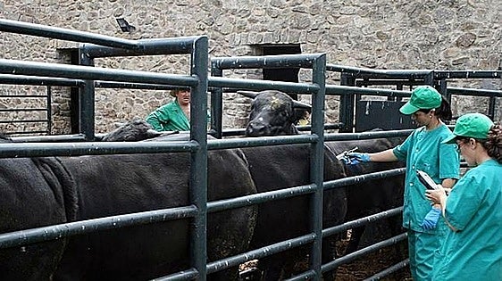 Junta starts major vaccine rollout to prevent spread of bluetongue virus in Andalucía