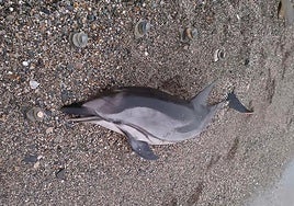 Dead dolphin on the beach of Torrenueva Costa.