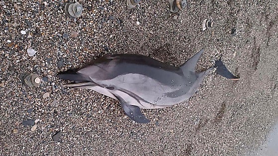A 70-kilo dolphin found dead on Torrenueva Costa beach