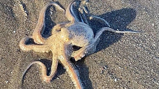 Watch as holidaymakers are startled when octopus appears on Costa del Sol beach