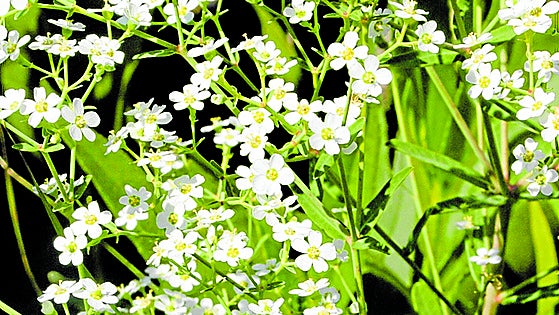 Recommended for your garden in the south of Spain: Euphorbia corollata