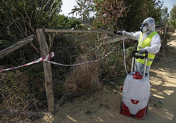 West Nile virus risk rises to Level 4 in Malaga city and two neighbouring towns