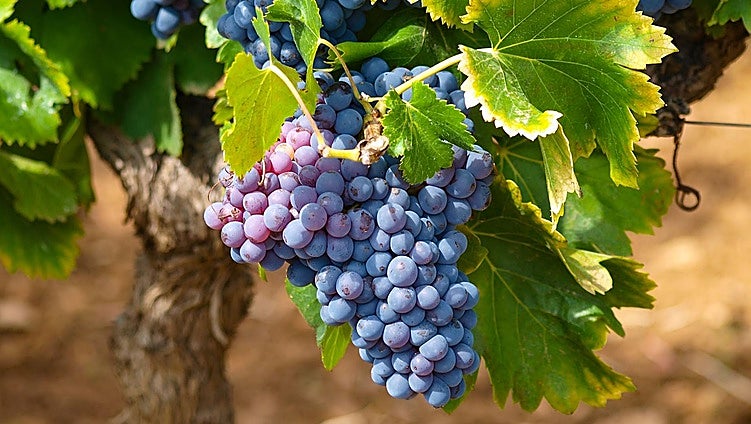 Wines from Malaga province are booming after years of hard graft