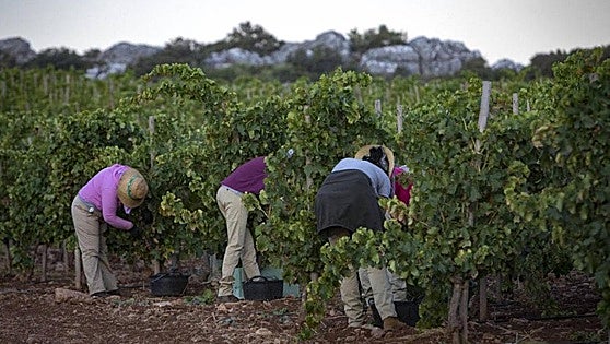 Good quality grapes save wine harvest in Ronda despite drought and heat