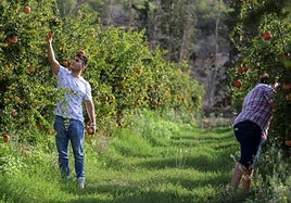 File image of a young farmer in an orchard.