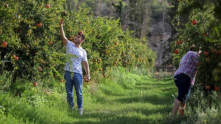 Junta announces new 130-million-euro aid package for young farmers in Andalucía