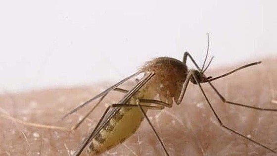 Mayor calls for calm after mosquito-borne West Nile virus detected in two horses in north of Malaga province