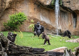 Family of gorillas at Bioparc Fuengirola.